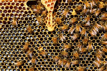 A criação de abelhas nativas é alternativa para geração de renda na Amazônia