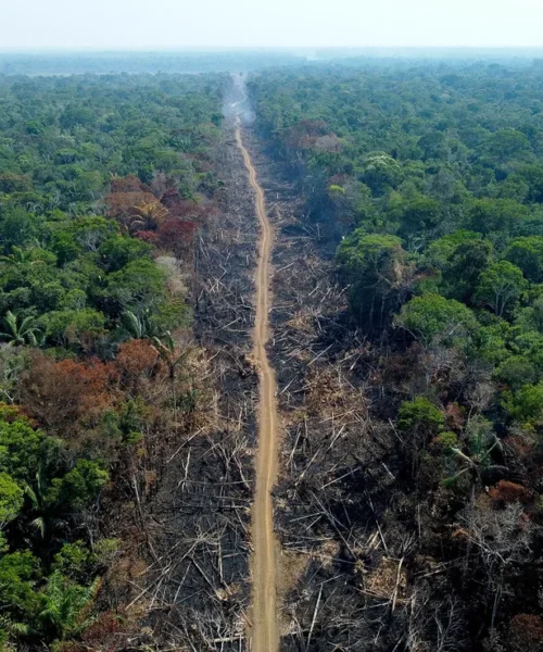 Para evitar queimadas, Ministério do Meio Ambiente declara ‘emergência ambiental’ em quatro regiões do AM