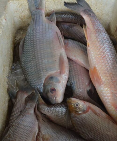 Portaria da Piracema quer garantir o ciclo da vida dos peixes, no Tocantins