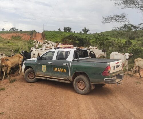 Ibama realiza Operação Retomada em estados da Amazônia