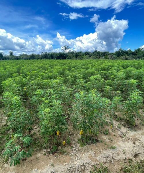Cultivo da mandioca recebe incentivos para incremento de produção no Amazonas