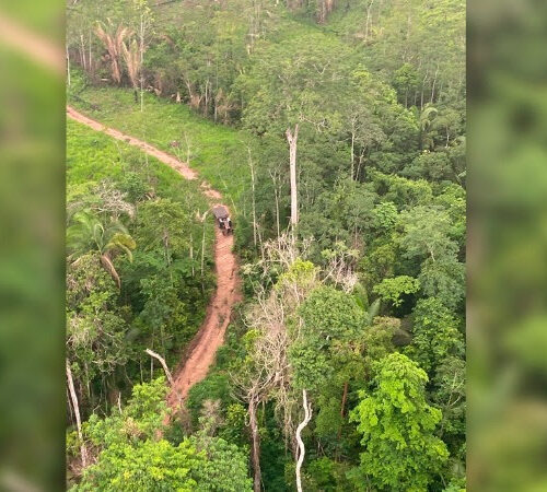 MP e Estado de Rondônia obtêm liminar que restabelece ordem de desocupação do Parque Estadual Guajará-Mirim