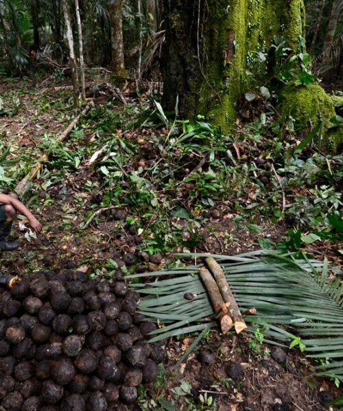 OCA lança estudo “A Castanha-da-Amazônia: Aspectos Econômicos e Mercadológicos da Cadeia de Valor”