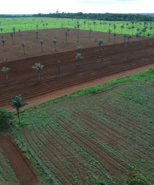Centro de Bioeconomia e Conservação da Amazônia recupera 164 hectares de vegetação no Rio Madeira