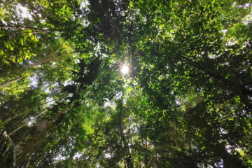 Na semana do meio ambiente, Start up lança experiência imersiva na Amazônia