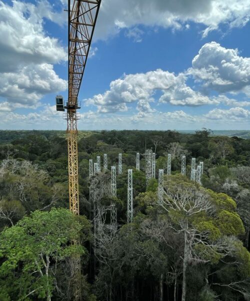 Testes nos primeiros anéis de torres de fertilização com carbono na Floresta Amazônica começam no fim deste ano