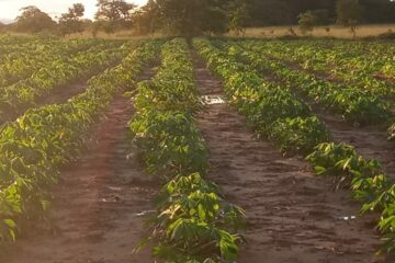 O produtor rural brasileiro: entre a preservação e a insegurança jurídica 
