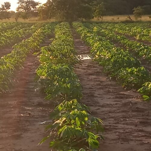 O produtor rural brasileiro: entre a preservação e a insegurança jurídica 