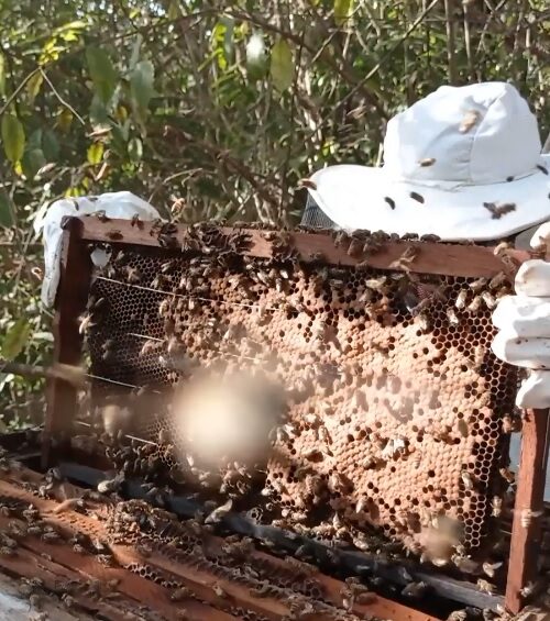 Agricultores familiares do Tocantins passam por capacitação para criação de abelhas
