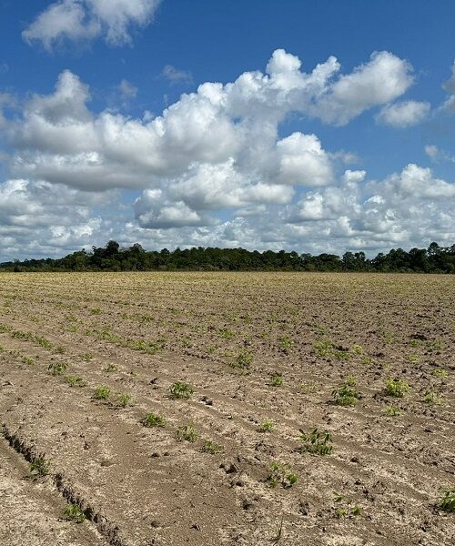 Governo do Amapá formar parcerias para multiplicar manivas-semente para áreas indígenas de Oiapoque
