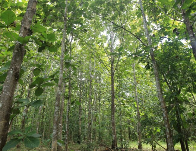 Amazônia Legal terá recursos para projetos de bioeconomia