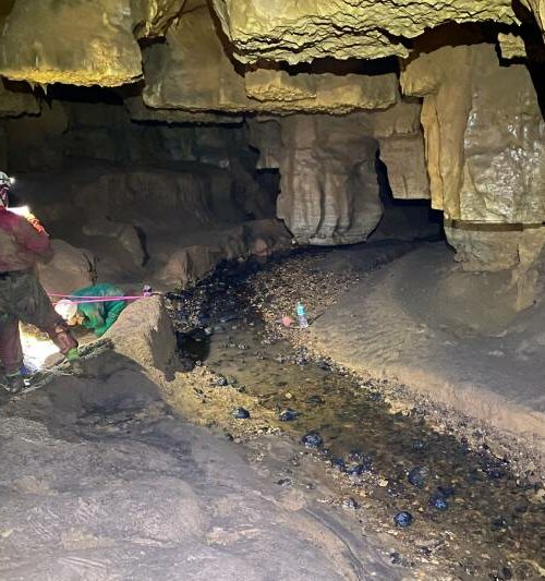 Pesquisadores paraenses descobrem fóssil de “preguiça gigante” em Aveiro, no interior do estado