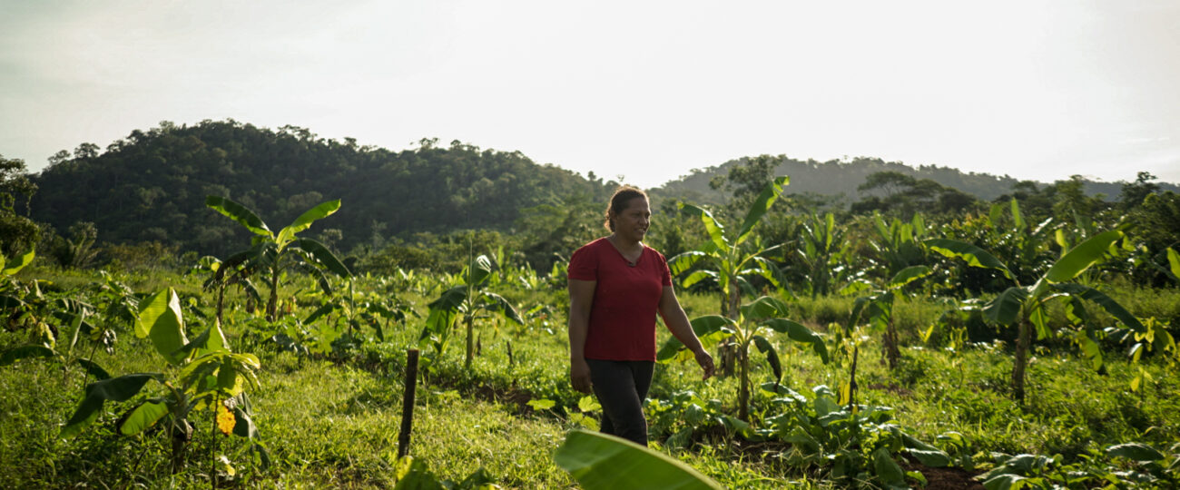 No Pará, projeto busca fortalecer agricultura familiar com ênfase na produção de cacau e é aliado na proteção da floresta