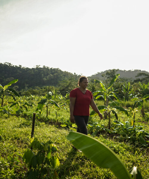 No Pará, projeto busca fortalecer agricultura familiar com ênfase na produção de cacau e é aliado na proteção da floresta