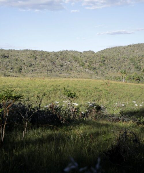 Campeãs em desmatamento, terras privadas têm 62% do Cerrado nativo 