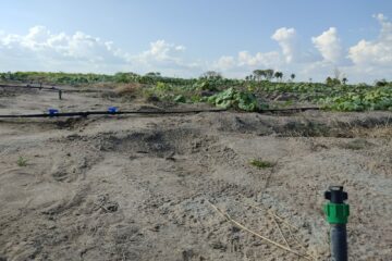 El Niño prejudica lavouras da Agricultura Familiar em Roraima