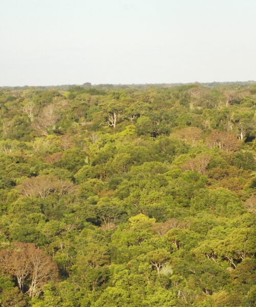 El Niño interrompe capacidade das florestas da América do Sul de absorver carbono, revela estudo
