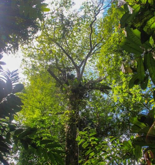 No Dia da Amazônia, Pará irá ganhar a 28ª Unidade de Conservação Estadual