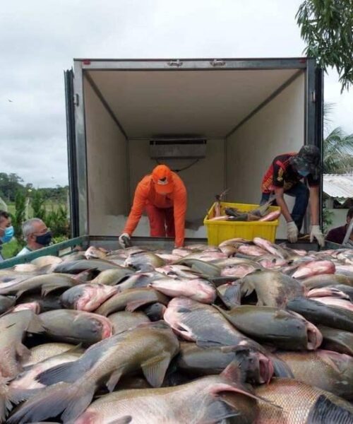 Pesca e Aquicultura vão movimentar  a Exposição-Feira Agropecuária de Roraima – Expoferr Show 2023