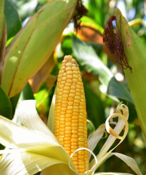 Produção de milho garante sustentabilidade na Agricultura Familiar roraimense