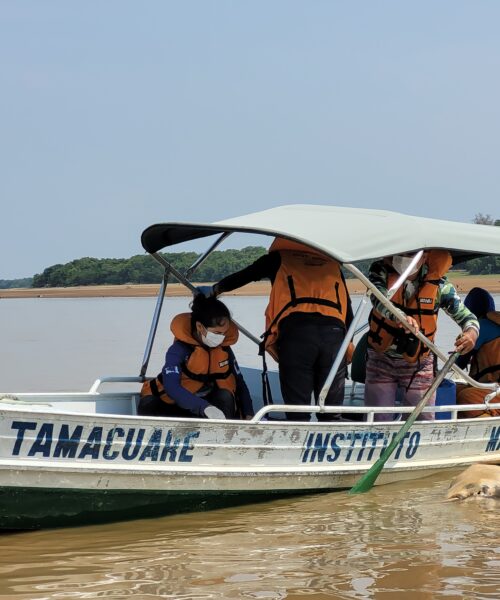 Maior seca da história atinge mais de 141 botos no interior do Amazonas