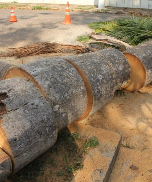 Prefeitura de Rio Branco remove Palmeira Imperial que corria o risco de desabar