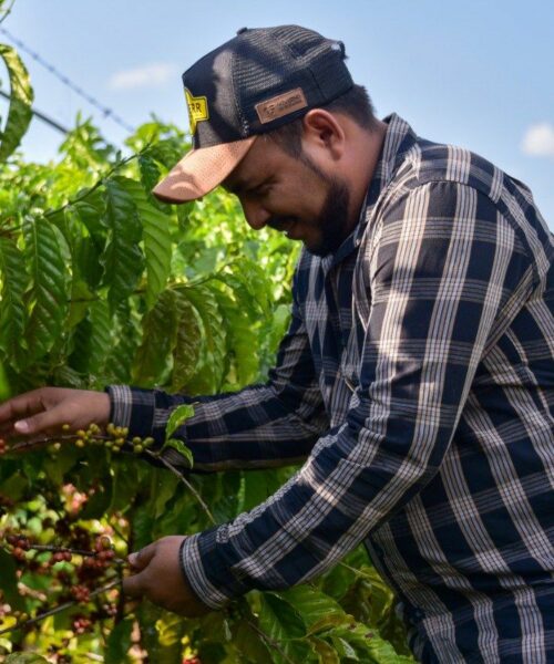 Governo promove encontro para plantio de café com expectativa de consolidação local do grão em Roraima