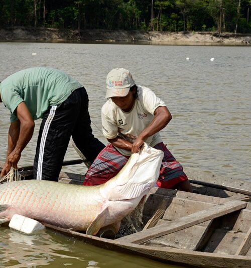 Com a estiagem na Amazônia, organizações solicitam prorrogação do prazo de pesca do pirarucu