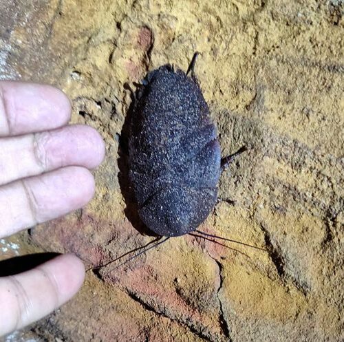 Animal em extinção de 1 mm é encontrado apenas em caverna no Pará