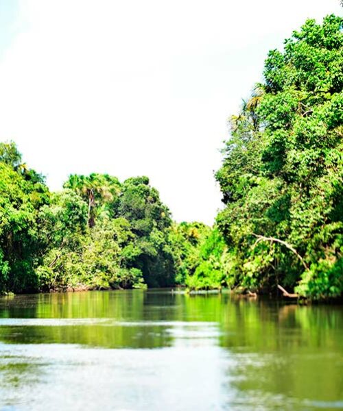 Trabalho conjunto do BNDES e governo do Amapá vai reestruturar modelo de concessões florestais no estado