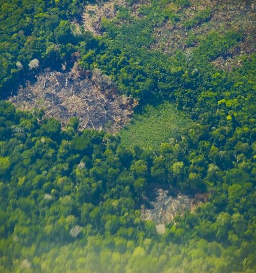 Pará registra redução de 34% nos alertas de desmatamento em novembro