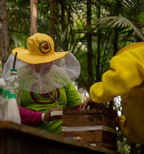  Projeto incentiva a criação de colmeias e mudas em comunidade quilombola no Pará