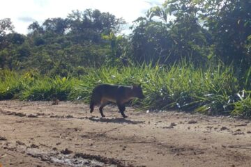 Câmeras instaladas em estrada no Mato Grosso registram 95 espécies de animais silvestres