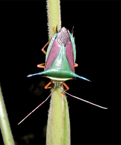 Nova edição do livro Insetos do Brasil amplia conhecimento sobre fauna de insetos brasileiros