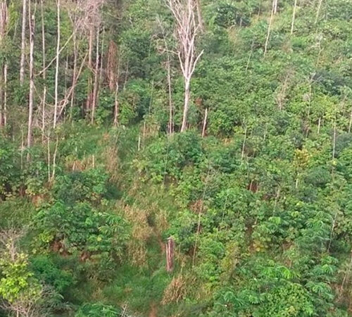 Trabalho integrado e ações preventivas colaboraram com a redução do desmatamento em Rondônia, aponta o Ministério Público do Estado