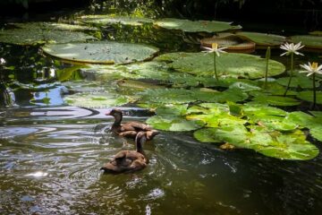 Biólogo realiza pesquisa sobre a reprodução de marrecas  em Complexo Turístico e Científico do Pará