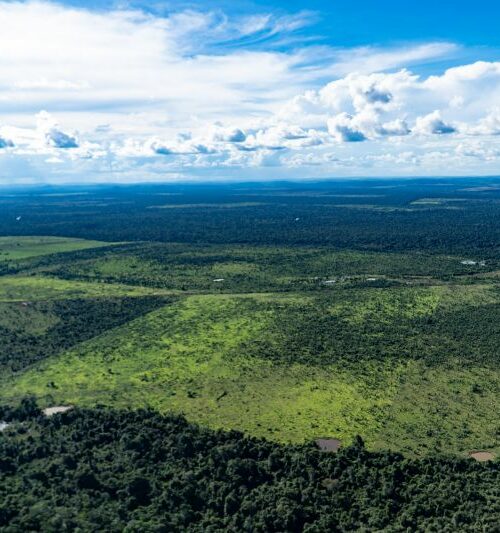 Municípios paraenses apresentam redução de 66% nos alertas de desmatamento