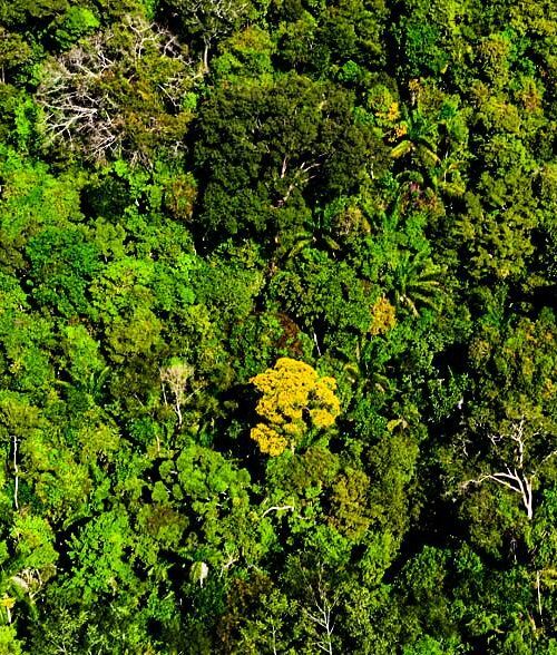 Estado do Mato Grosso reduz desmatamento em 74%, aponta Imazon