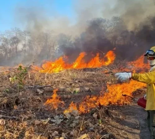 Estado de Roraima concentra  51% dos focos de incêndio registrados na Amazônia no início de 2024