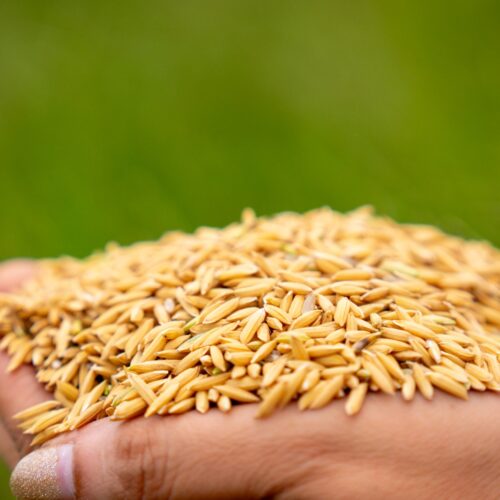 Ciência do Solo: a base invisível da sustentabilidade da agricultura brasileira