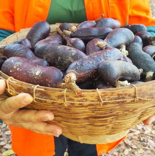 Comunidades produtoras das Unidades de Conservação preparam suas produções para Agrotins 2024