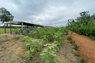 Mais da metade do carbono orgânico armazenado no solo brasileiro está na Amazônia