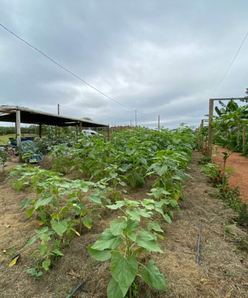 Mais da metade do carbono orgânico armazenado no solo brasileiro está na Amazônia