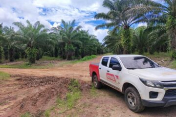 Pará começa a rastrear produção de dendê com emissão da Guia de Trânsito Vegetal