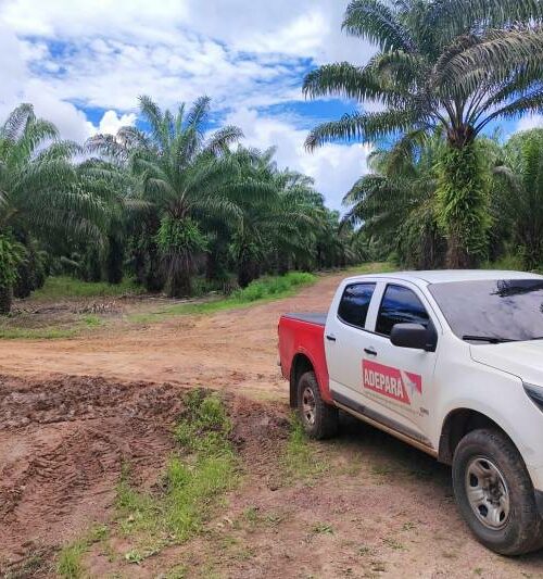 Pará começa a rastrear produção de dendê com emissão da Guia de Trânsito Vegetal