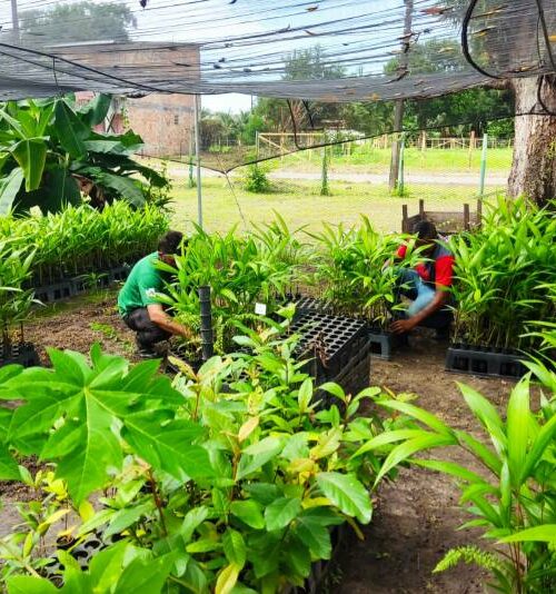 Instituto doa mais de mil mudas de espécies nativas para serem distribuídas a agricultores familiares marajoaras