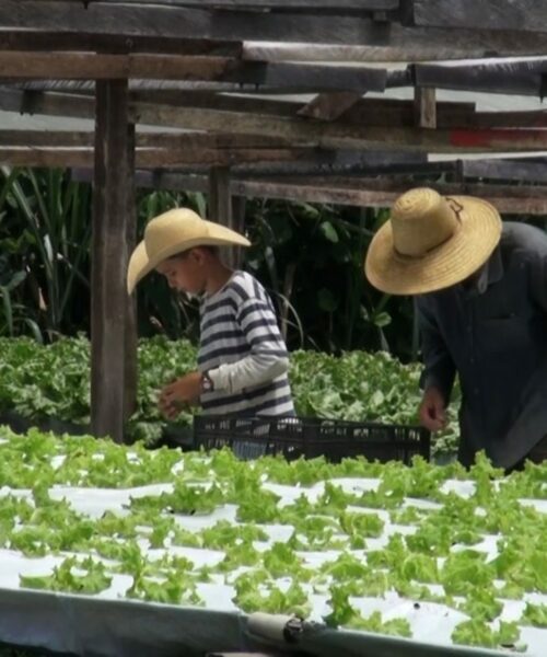 Técnica da hidroponia diversifica setor produtivo na zona rural de Rio Branco