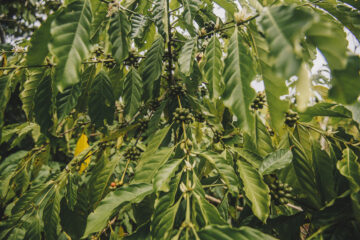 Bioinsumos no Brasil: política pública ou força de mercado?