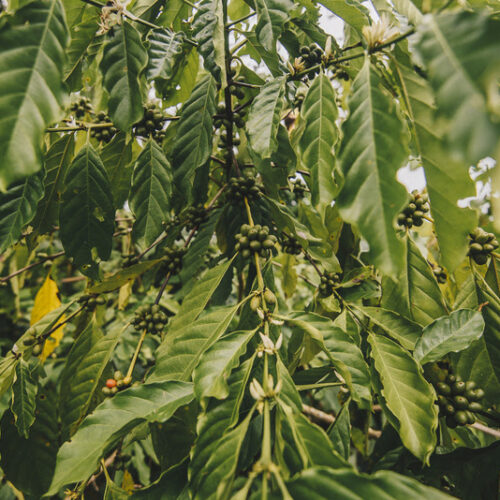 Bioinsumos no Brasil: política pública ou força de mercado?