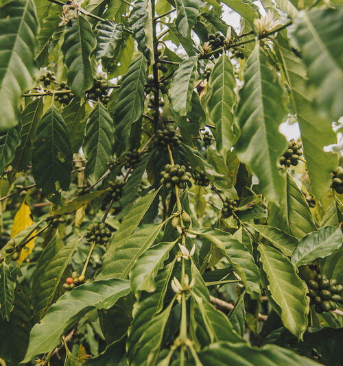 Bioinsumos no Brasil: política pública ou força de mercado?